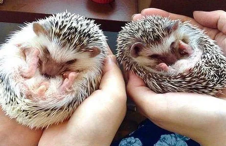 Ingresso para o Hedgehog Cafe em Harajuku