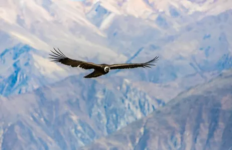 Excursão de um dia ao Canyon do Colca