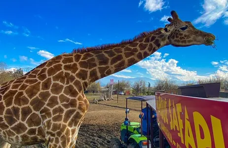 Rancagua Safari Zoo – Full-day tour.